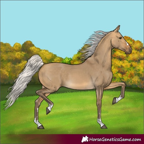 Horse Color:Silver Buckskin Dun 
