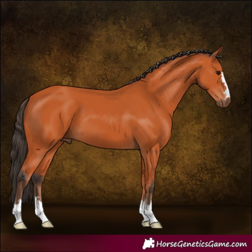 Horse Color:Bay 