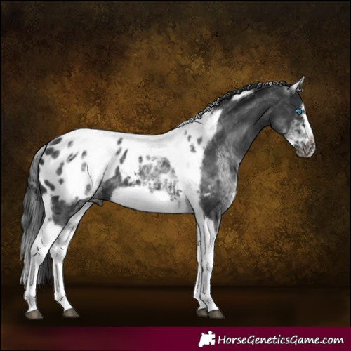 Horse Color:White Spotted Black Splash Tobiano Frame Appaloosa