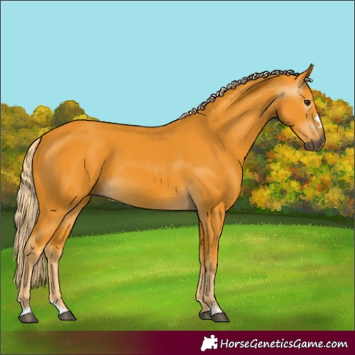 Horse Color:Gray Palomino