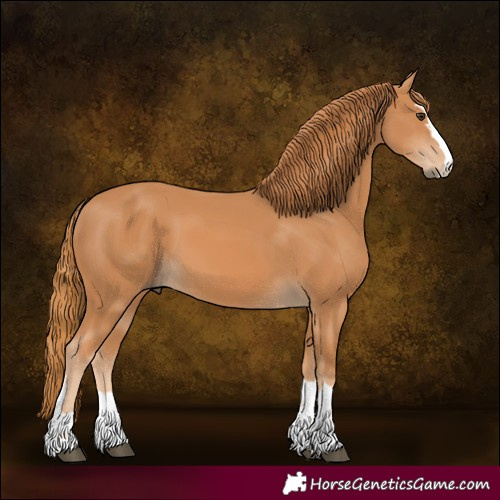 Horse Color:Chestnut 