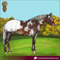 Horse Color:White Spotted Silver Brown Appaloosa 
