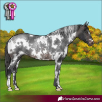 Horse Color:White Spotted Brown Varnish Rabicano 