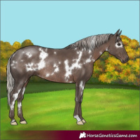 Horse Color:White Spotted Silver Black Rabicano 
