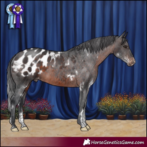 Horse Color:White Spotted Brown Sabino Appaloosa Rabicano 