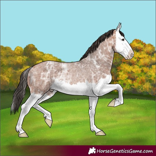 Horse Color:Bay Ice Roan Splash Rabicano 