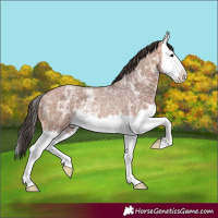 Horse Color:Bay Ice Roan Splash Rabicano 