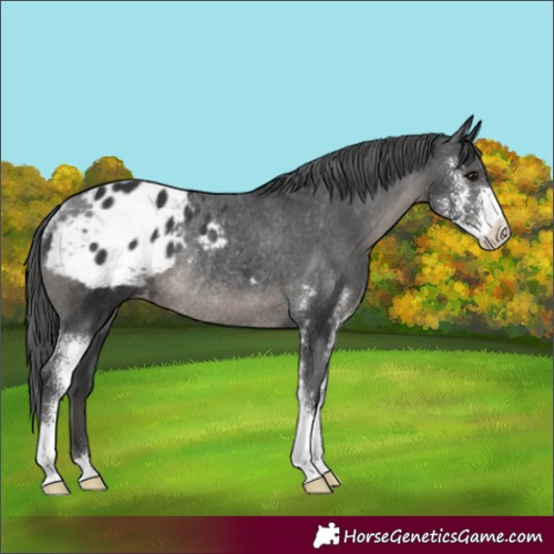 Horse Color:Black Sabino Appaloosa Rabicano 