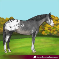 Horse Color:Black Sabino Appaloosa Rabicano 