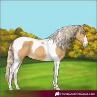 Horse Color:Palomino Dun Tobiano