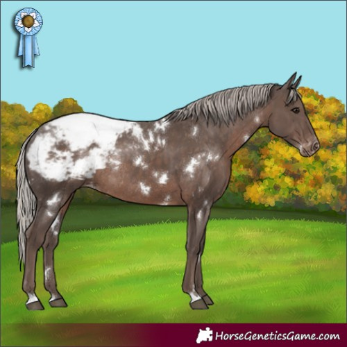 Horse Color:White Spotted Silver Black Appaloosa Rabicano 