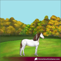 Horse Color:Gray White Spotted Gold Champagne Dun Splash Frame Blanket Rabicano