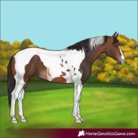 Horse Color:Bay Tobiano 