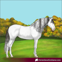 Horse Color:Bay Splash Frame Appaloosa 