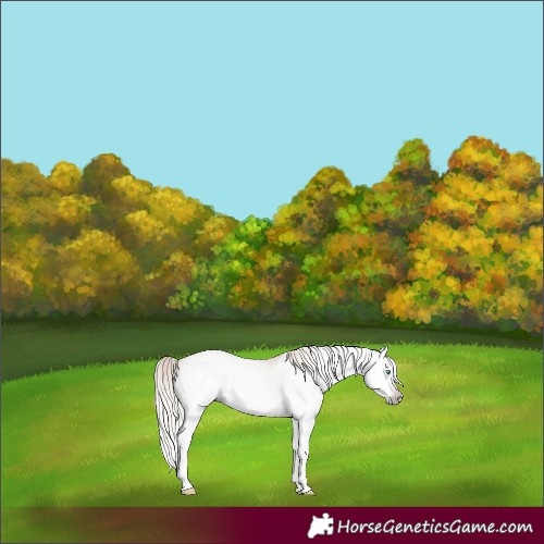 Horse Color:Gray Gold Champagne Snowdrop Pearl Dun Splash Frame Appaloosa Rabicano 