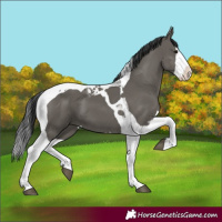 Horse Color:Grullo Splash Tobiano 
