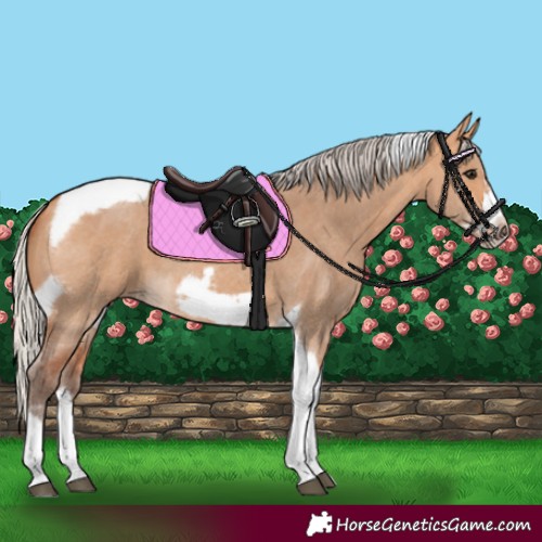 Horse Color:Silver Bay Dun Sabino Tobiano Frame Rabicano 