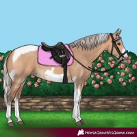 Horse Color:Silver Bay Dun Sabino Tobiano Frame Rabicano