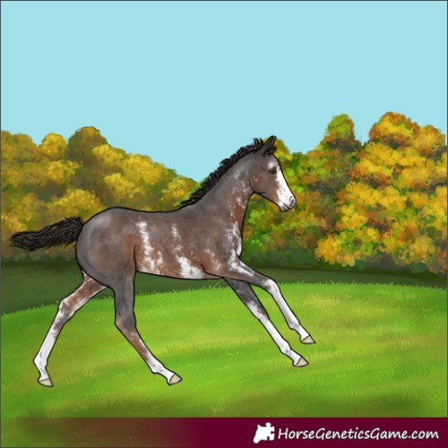 Horse Color:Gray Liver Chestnut Sabino Varnish 