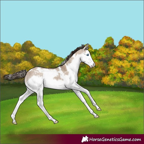 Horse Color:White Spotted Liver Red Dun Splash 
