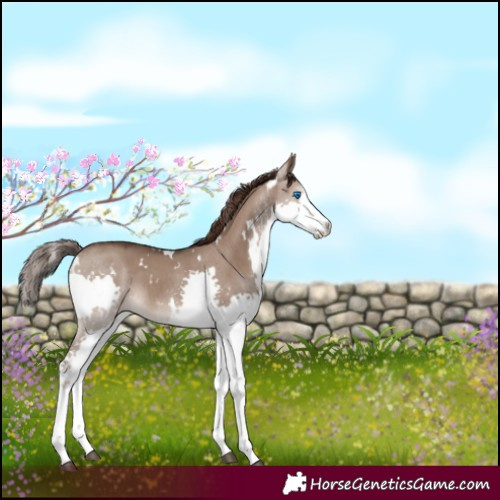Horse Color:White Spotted Liver Red Dun Sabino Splash 