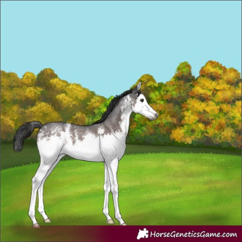 Horse Color:Gray White Spotted Liver Chestnut Sabino Splash 