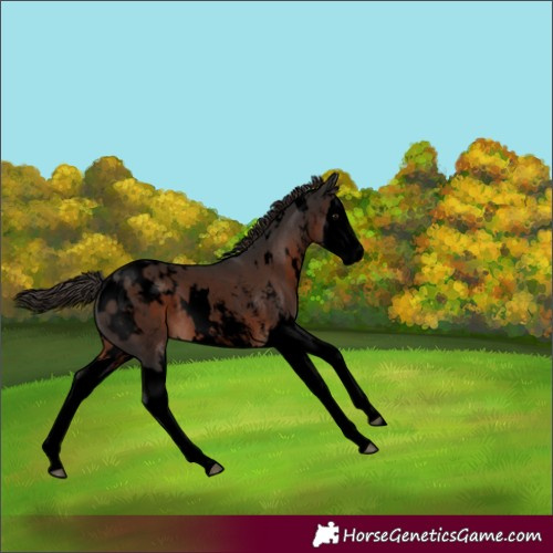 Horse Color:Void White Spotted Liver Chestnut Sabino Splash Appaloosa 