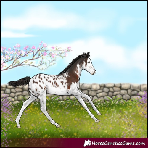 Horse Color:White Spotted Liver Chestnut Splash Appaloosa 