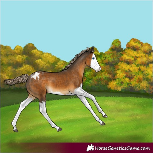 Horse Color:Chocolate Palomino Splash Appaloosa 