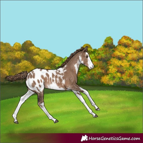 Horse Color:White Spotted Liver Red Dun Appaloosa 