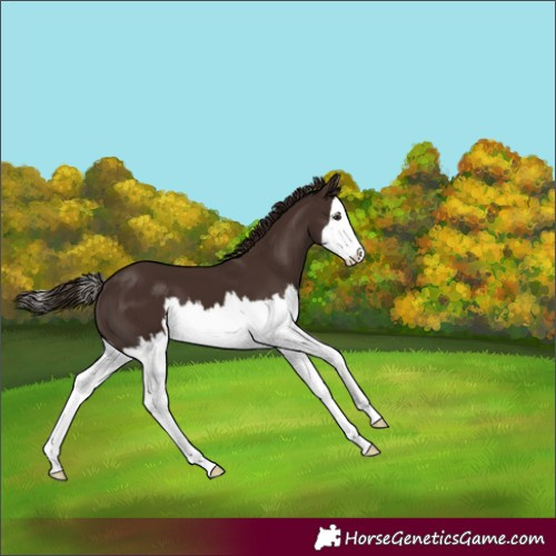 Horse Color:Liver Chestnut Splash 