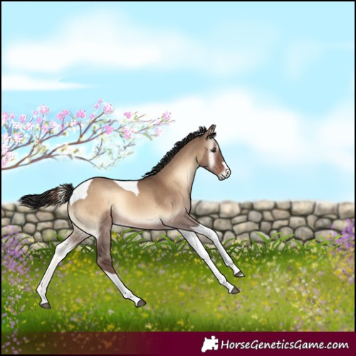 Horse Color:Liver Red Dun Onyx Tobiano 