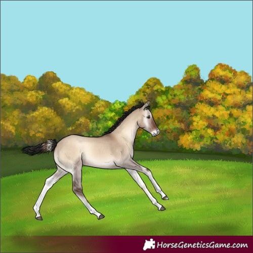 Horse Color:White Spotted Liver Red Dun Onyx 