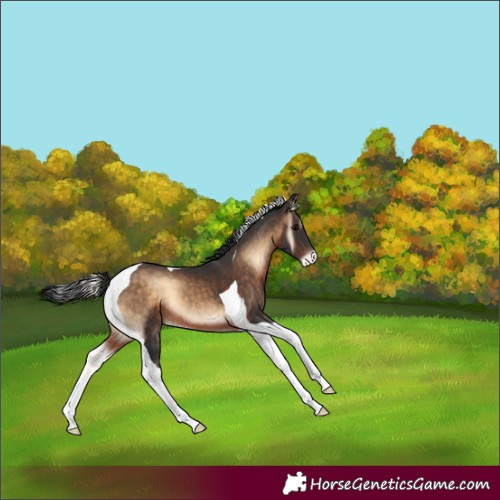 Horse Color:Brown Onyx Tobiano Appaloosa 