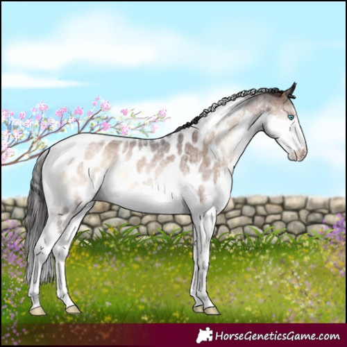 Horse Color:Liver Red Onyx Roan Splash Tobiano Near Leopard Rabicano 