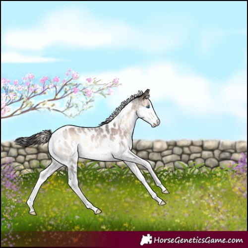 Horse Color:Liver Red Onyx Roan Splash Tobiano Appaloosa Rabicano 