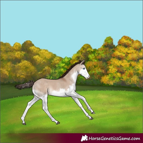 Horse Color:Liver Red Dun Splash 