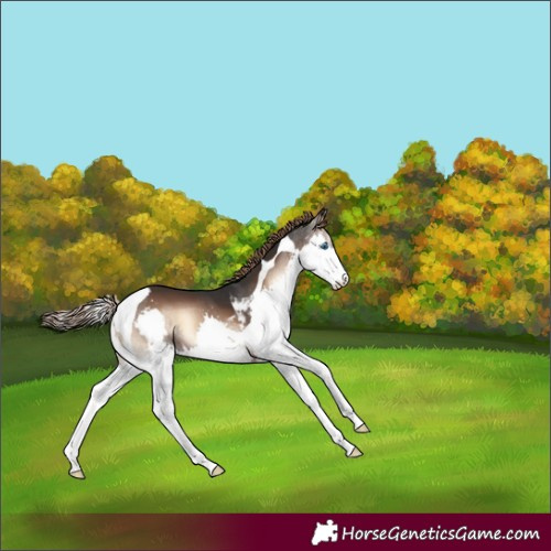 Horse Color:Liver Red Onyx Splash Tobiano 