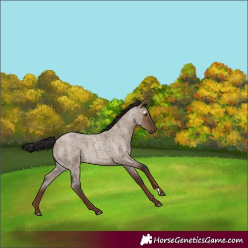 Horse Color:Gray Liver Red Dun Roan 