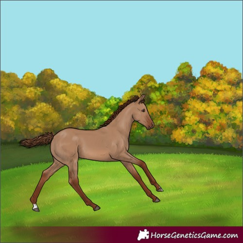 Horse Color:Red Dun 