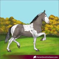 Horse Color:Grullo Splash Tobiano 