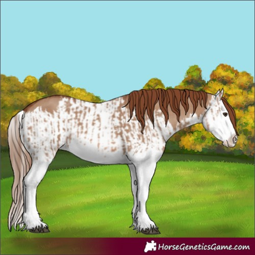 Horse Color:Red Dun Splash  and Red Dun Splash 