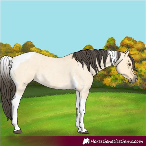 Horse Color:Buckskin Roan Dun Tobiano 