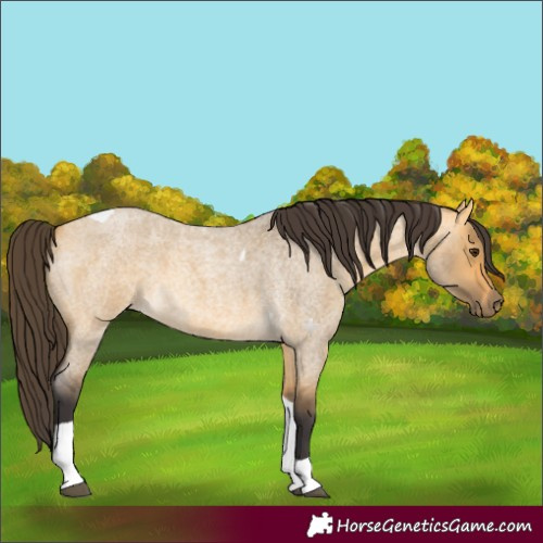 Horse Color:Buckskin Roan Dun Tobiano 