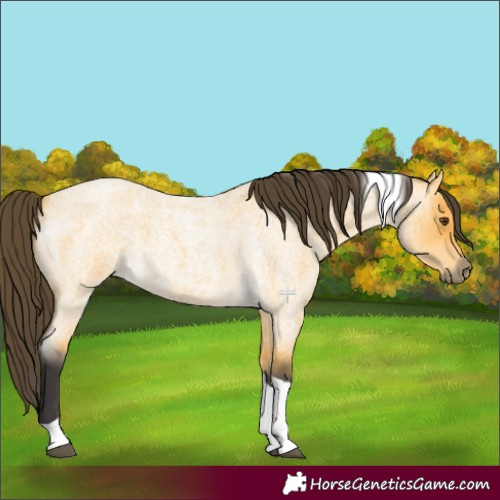 Horse Color:Buckskin Roan Dun Tobiano