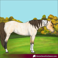 Horse Color:Buckskin Roan Dun Tobiano 