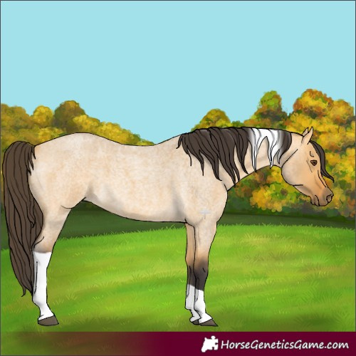 Horse Color:Buckskin Roan Dun Tobiano 