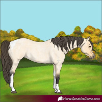 Horse Color:Buckskin Roan Dun Tobiano