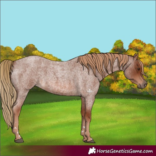 Horse Color:Red Roan 