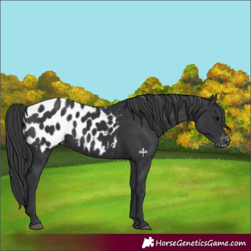 Horse Color:Black Appaloosa 